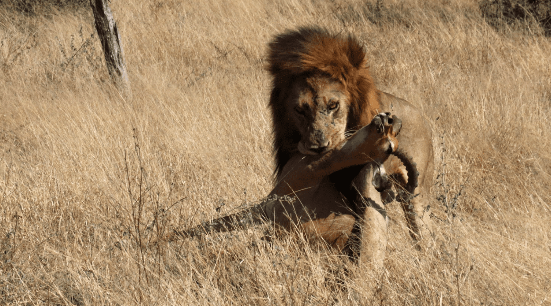 impala proie du lion