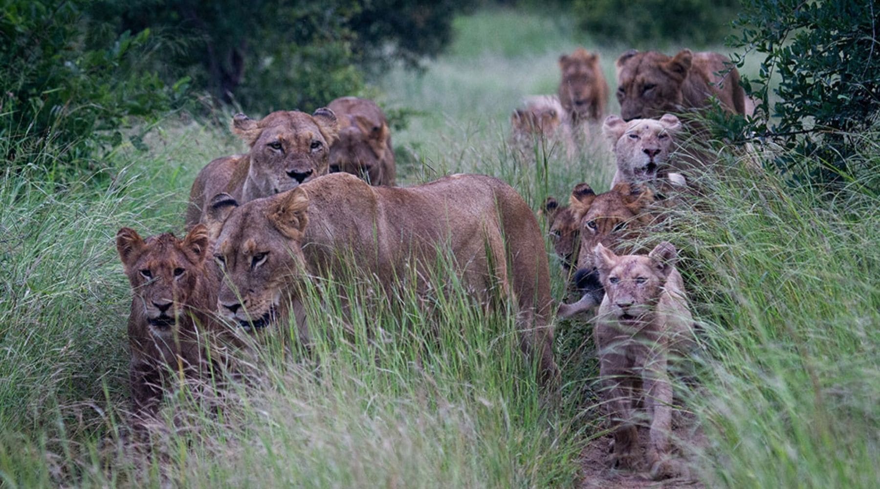 lions dans l'herbe