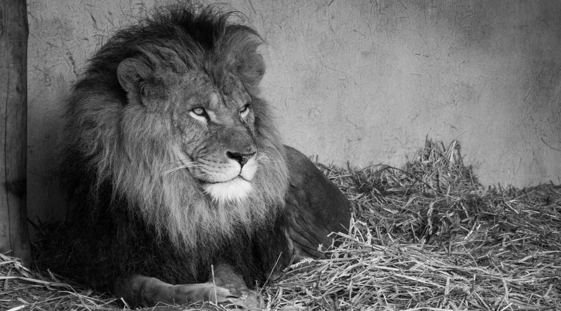 Lion d'Abyssinie