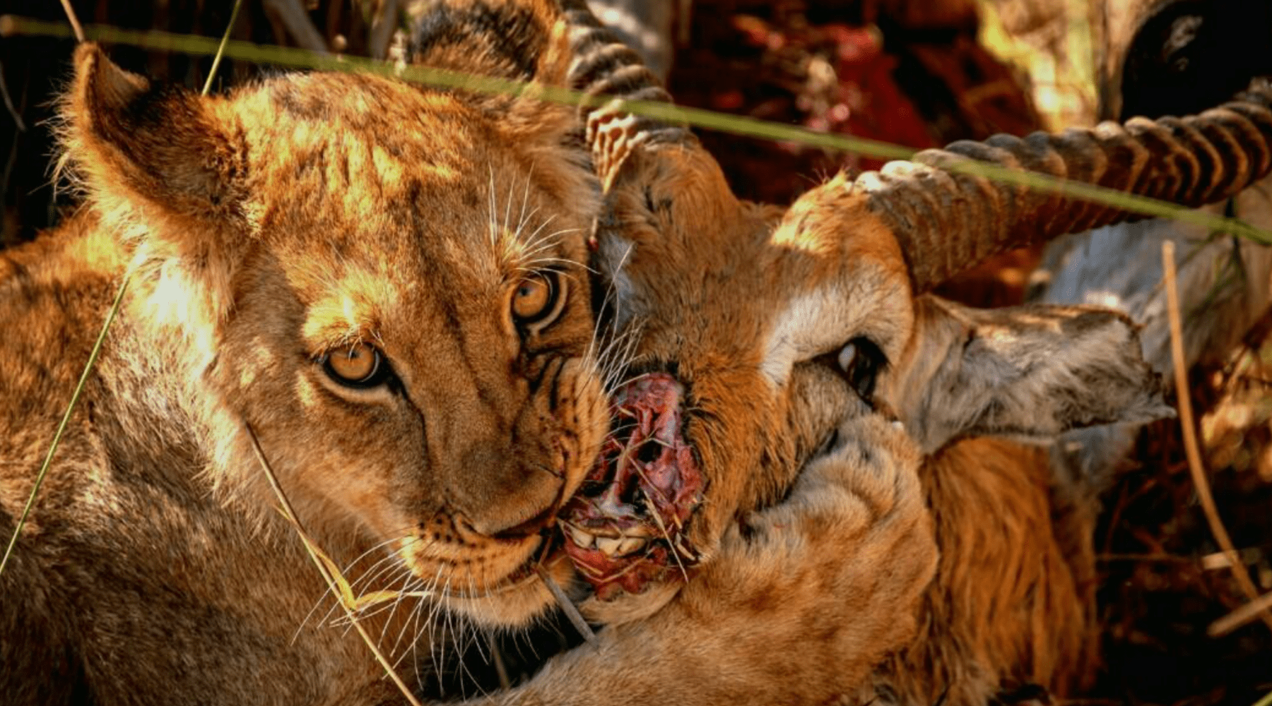 impala repas du lion
