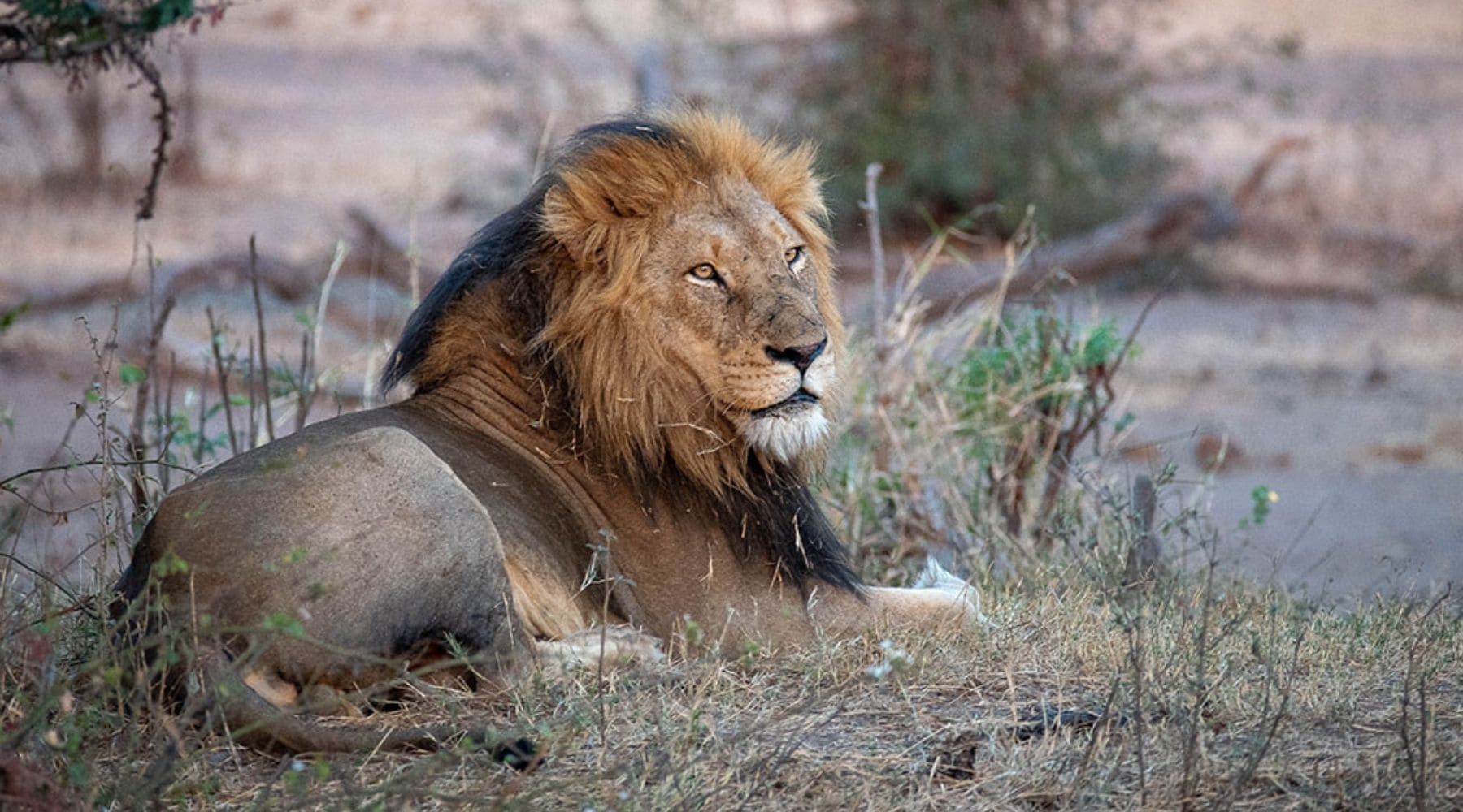 lion africain