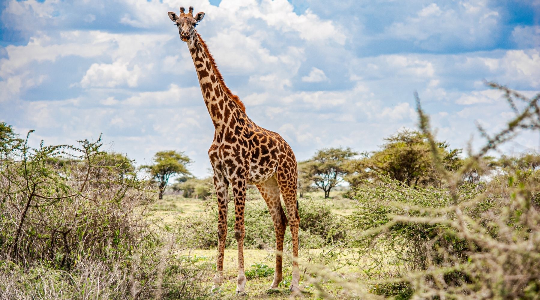 girafe savane