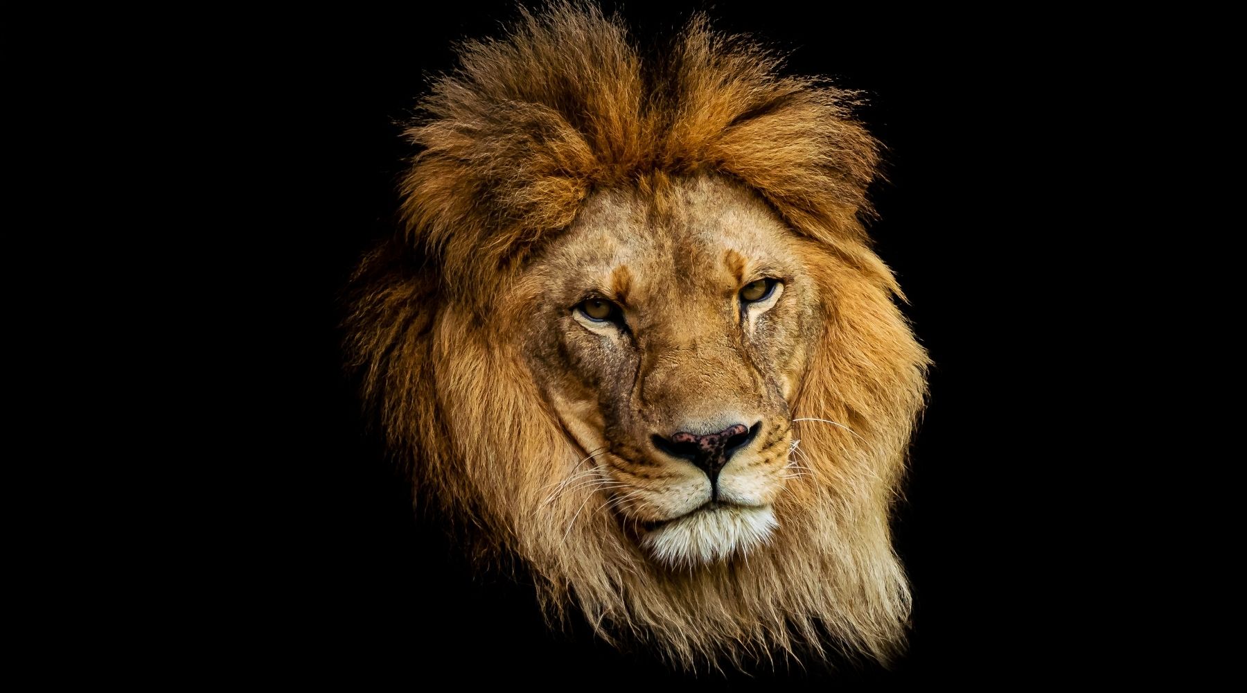 portrait lion