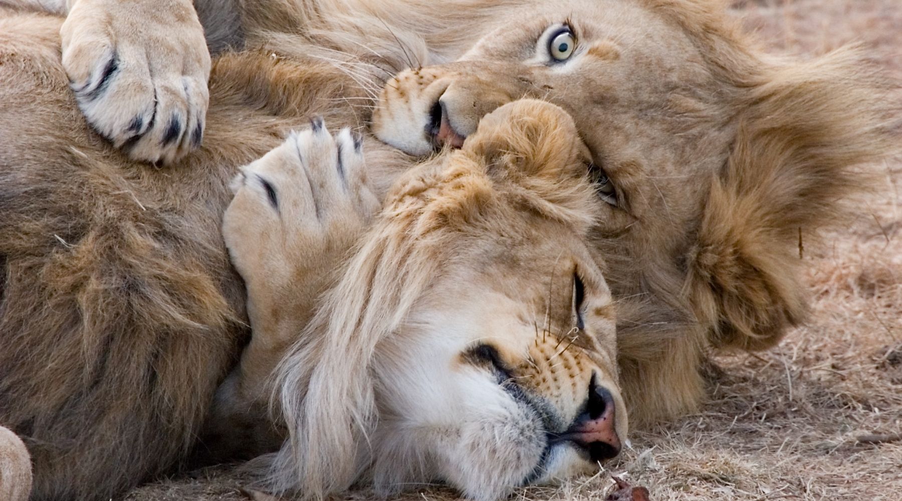 deux lion male