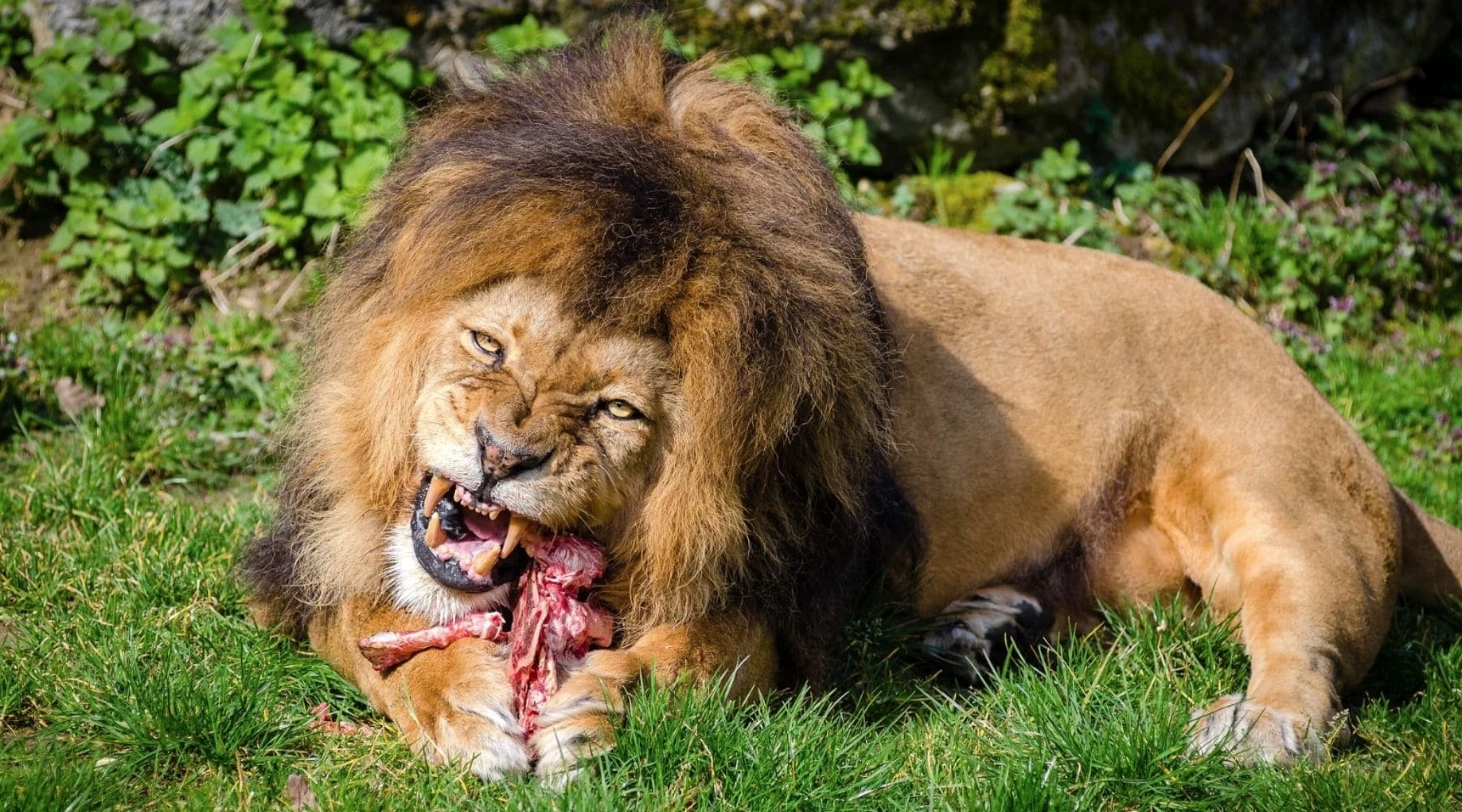 lion qui mange