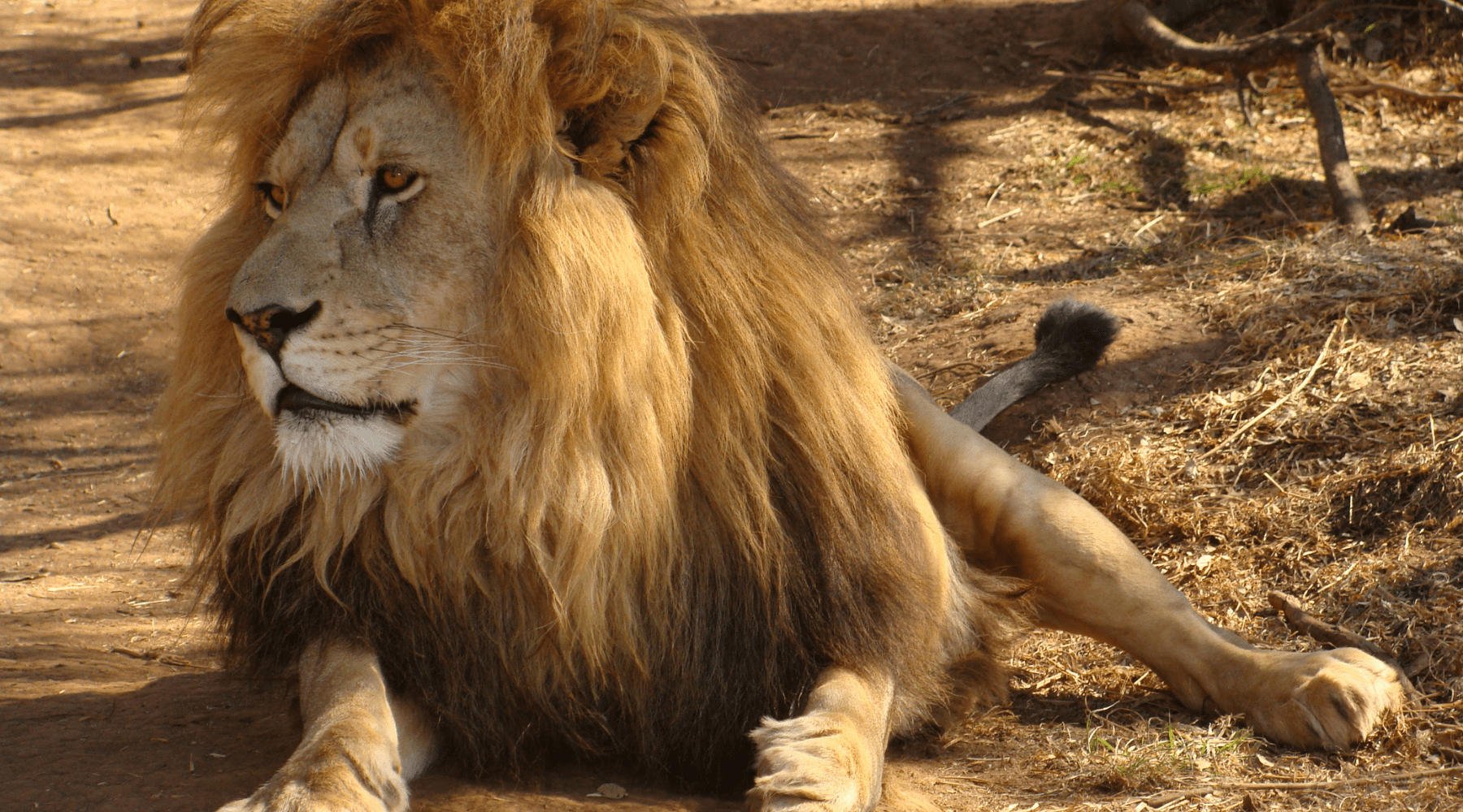 lion africain