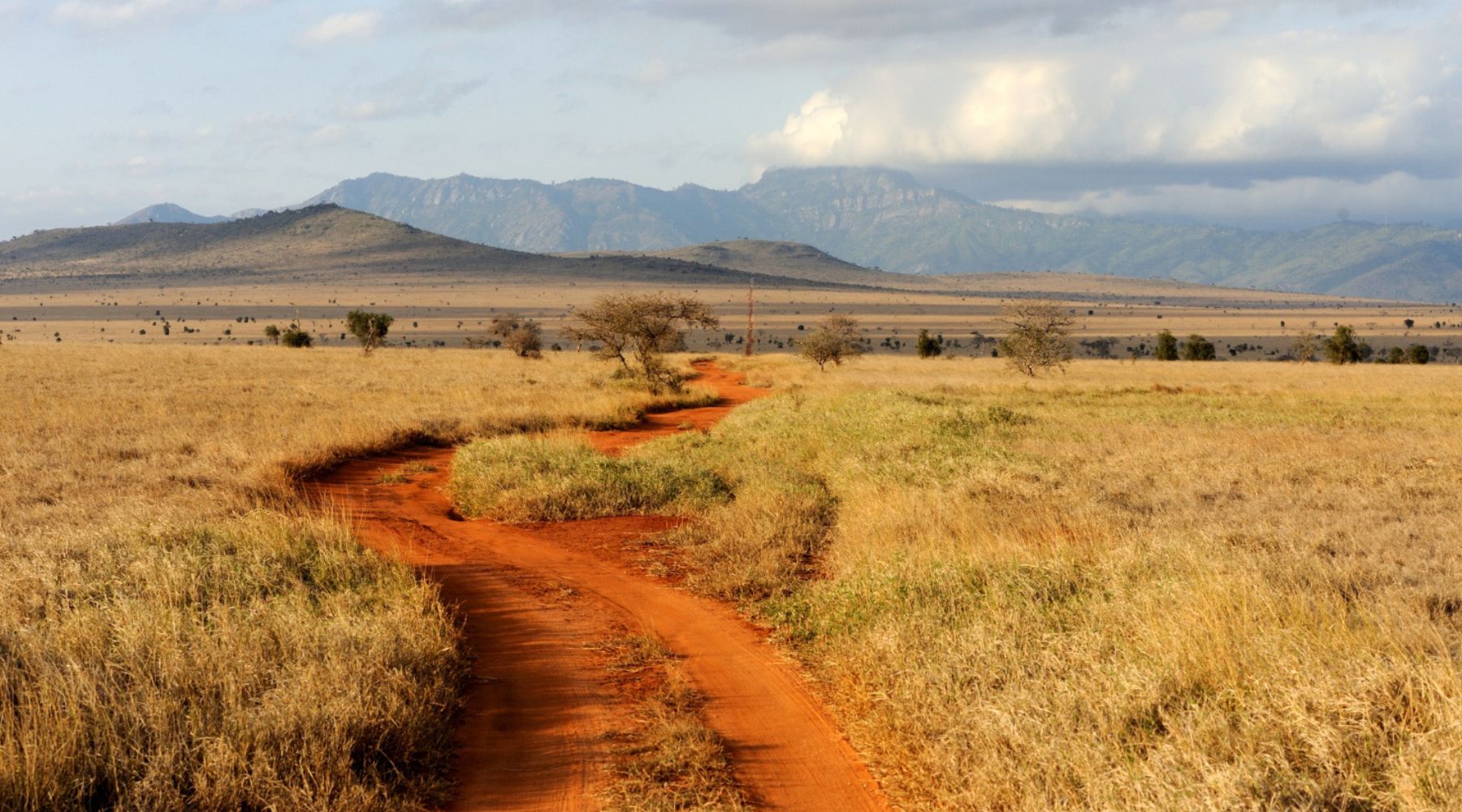 savane africaine