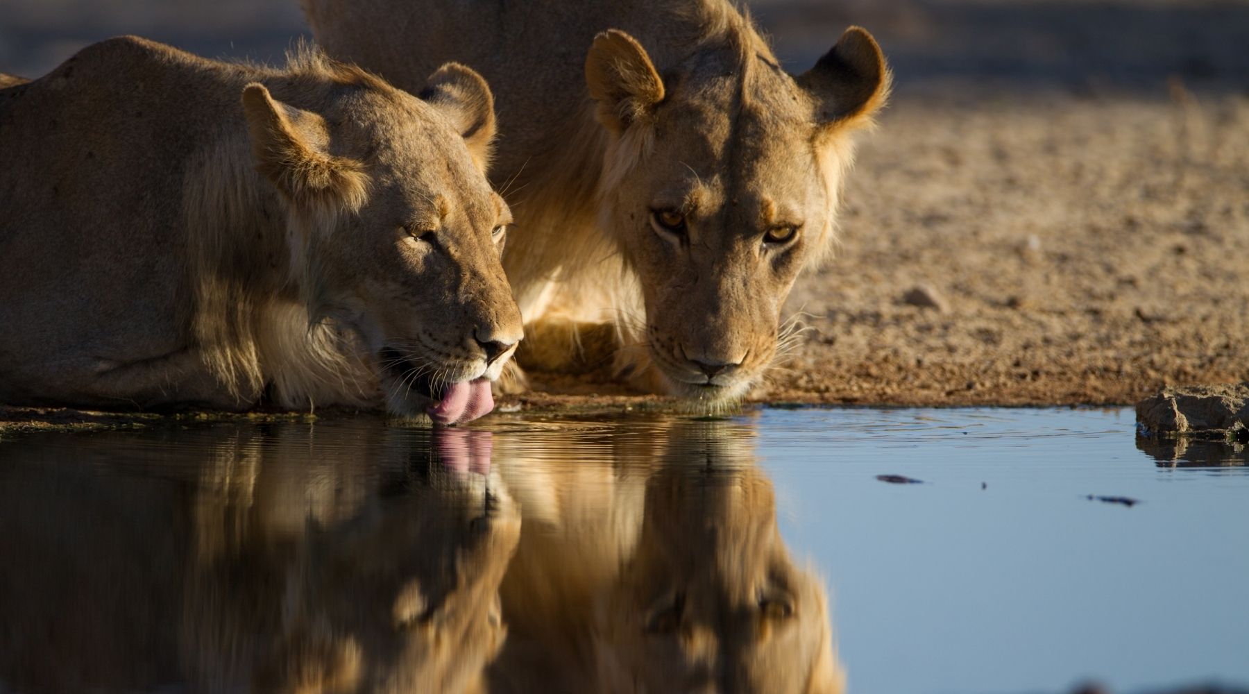 lionne africaine