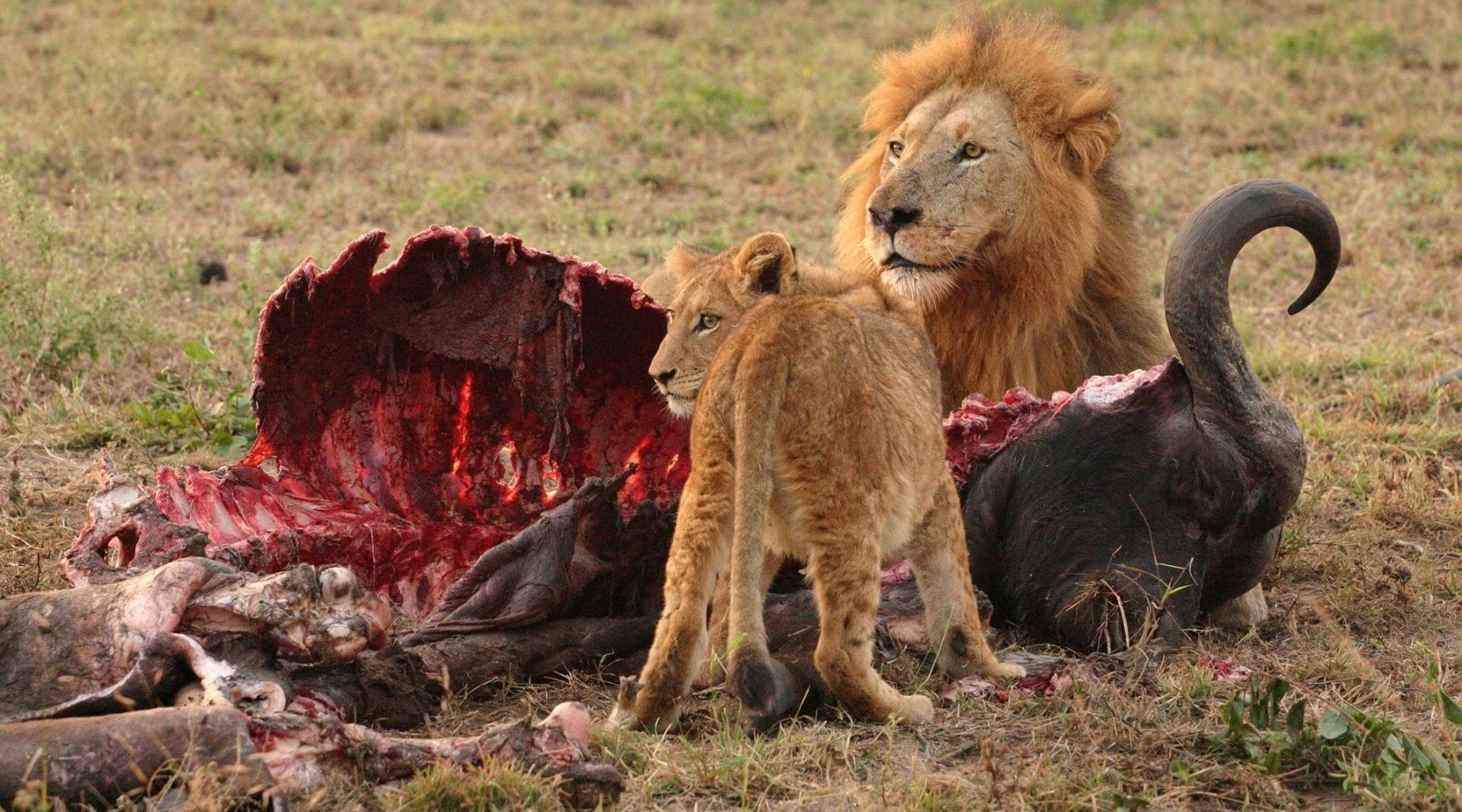 lion mange viande