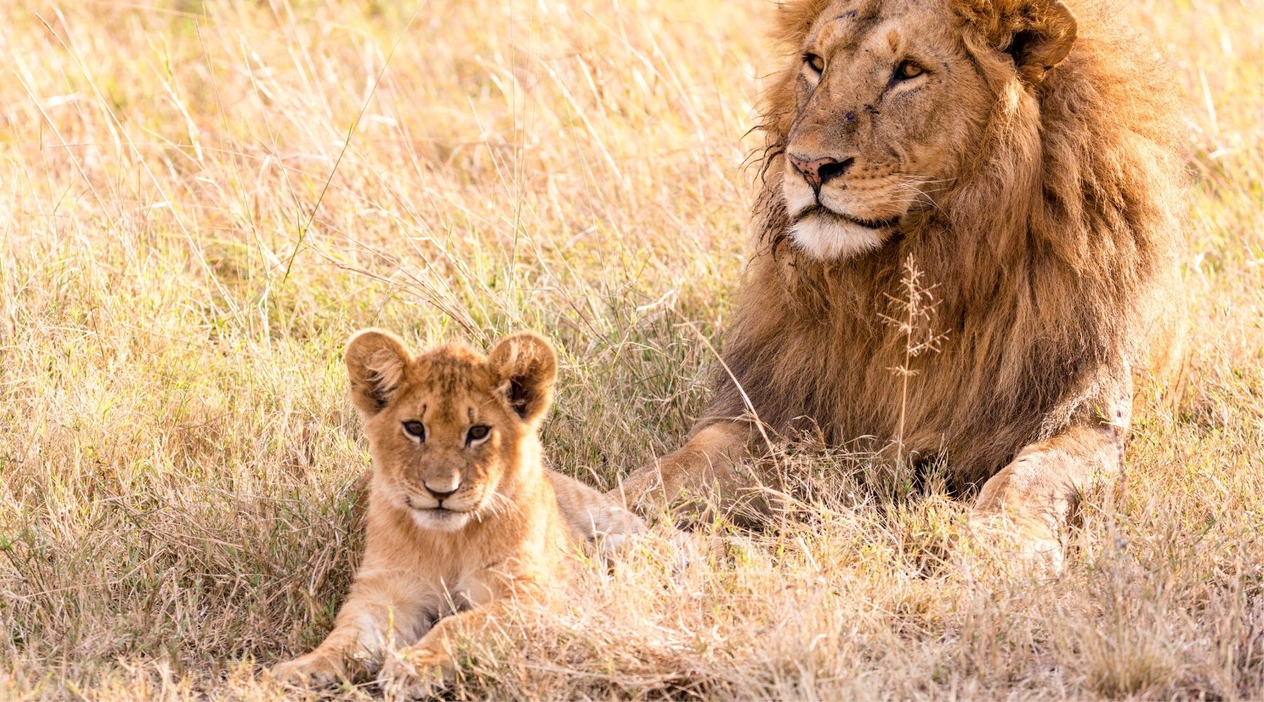 Les Animaux de la Savane Africaine, Royaume Lion