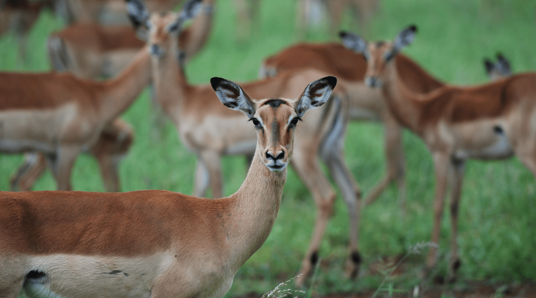 impala africain