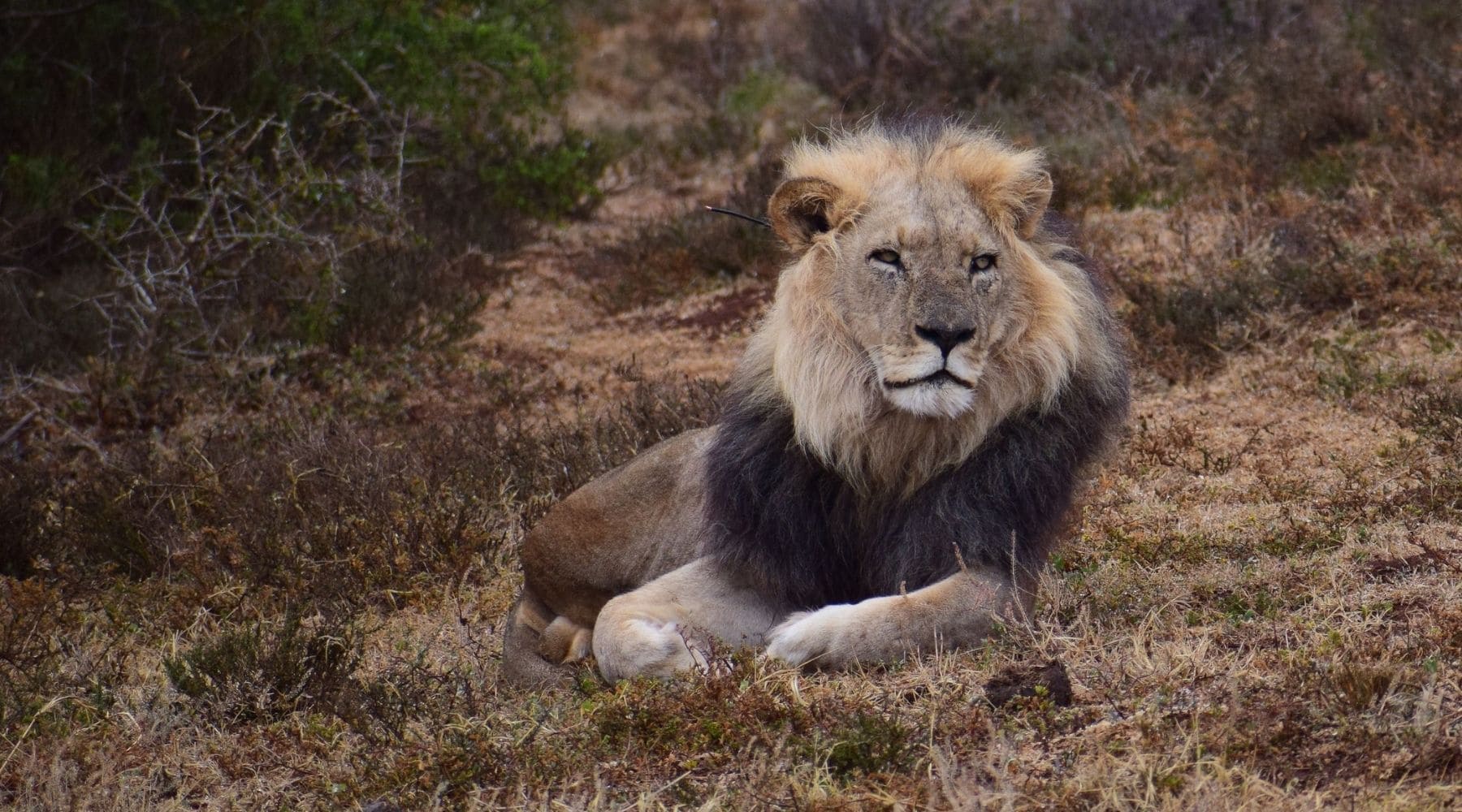 photo lion male