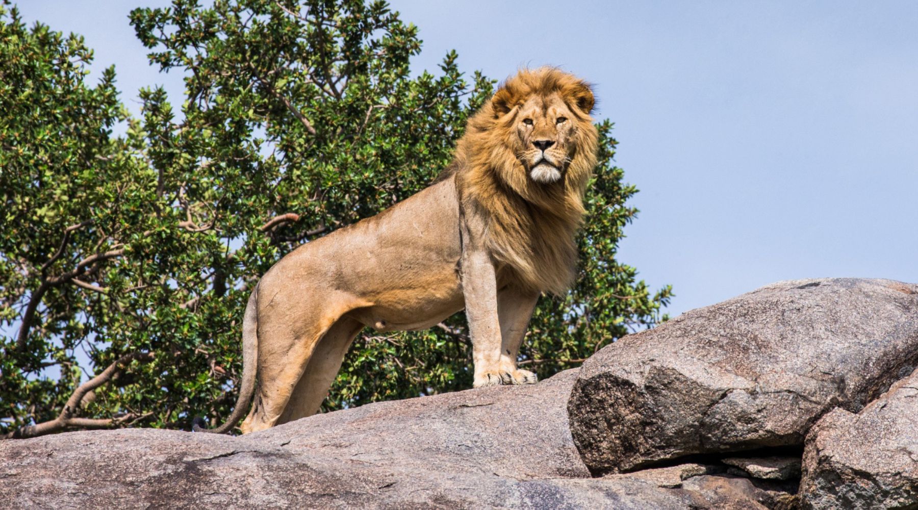 lion sur rocher