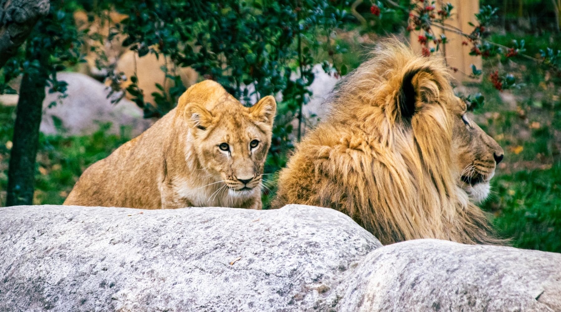 lionne et lion sauvage