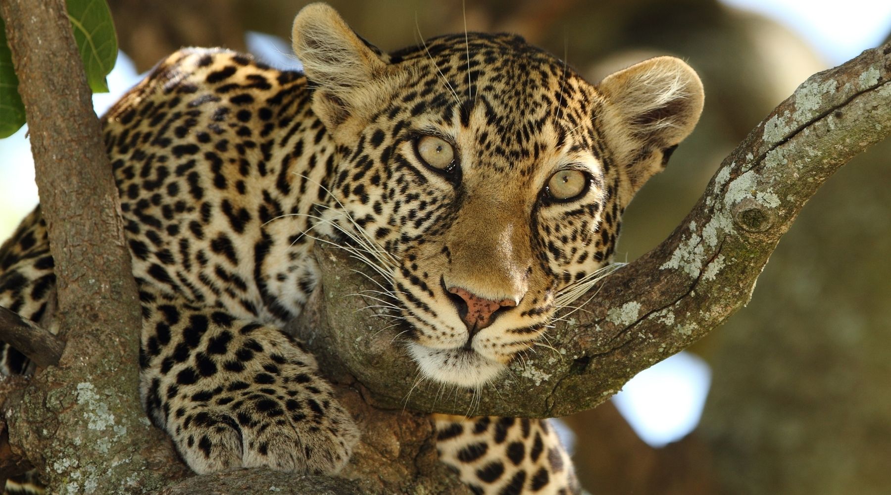 leopard nature