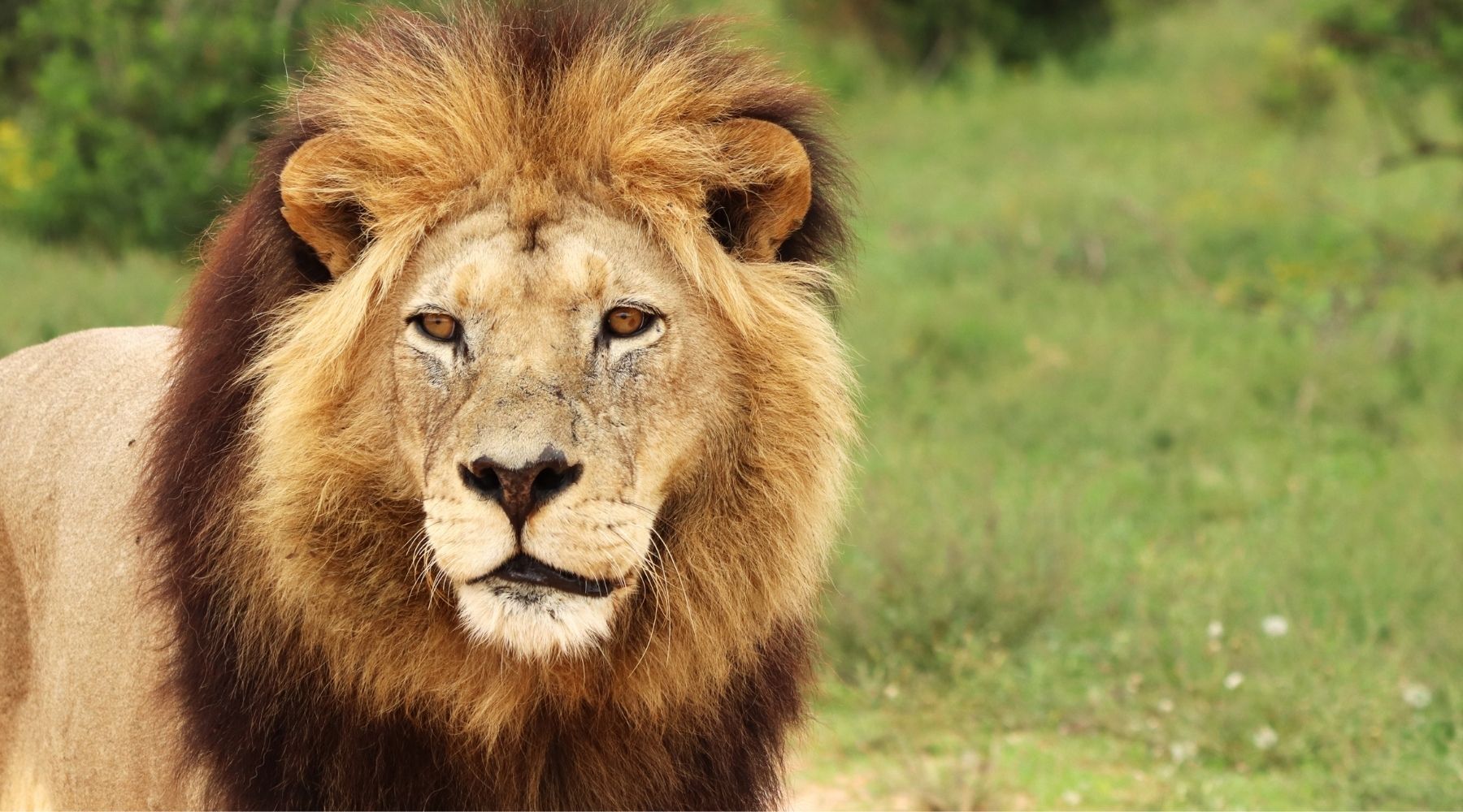 Lion du Katanga