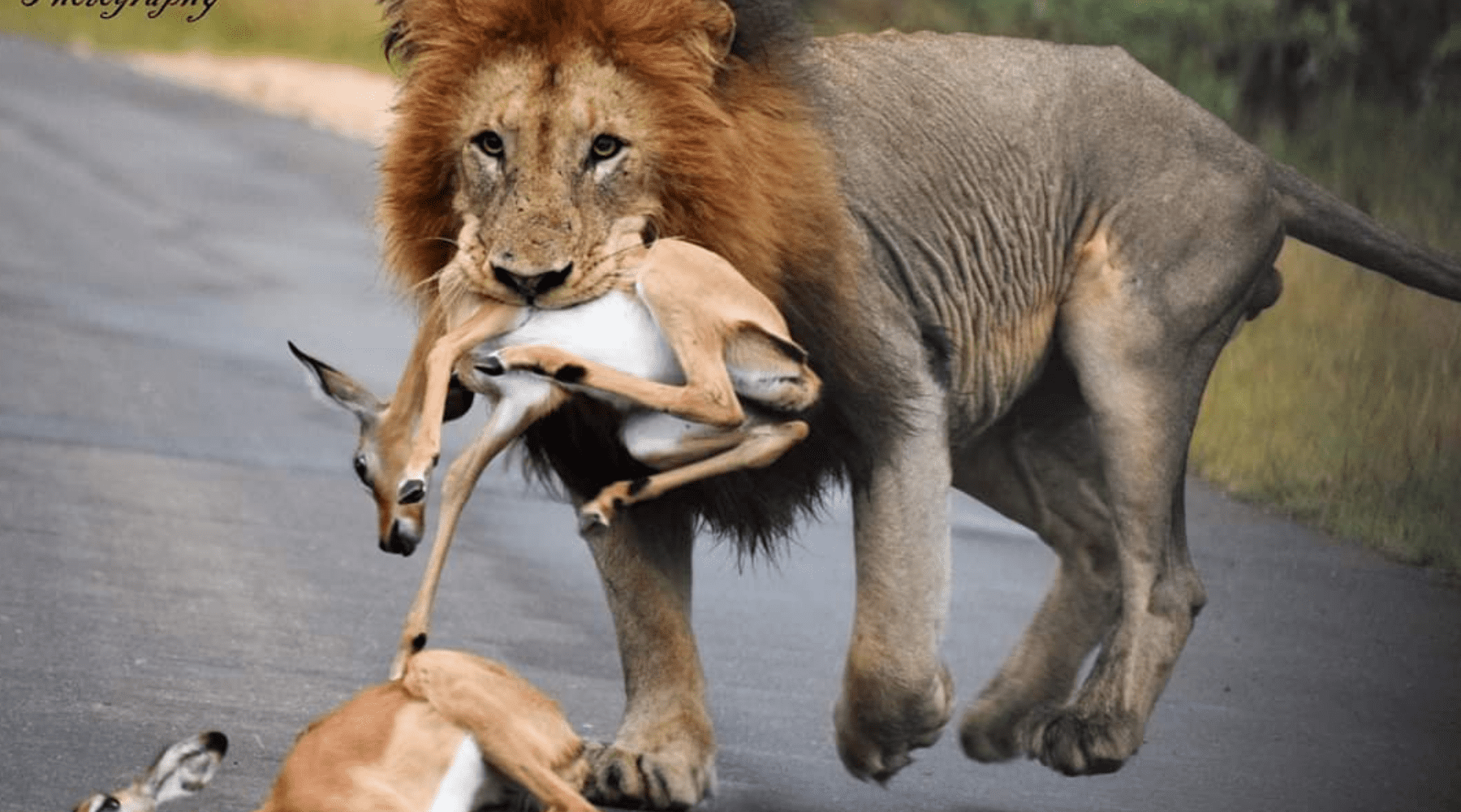 lion chasse impala