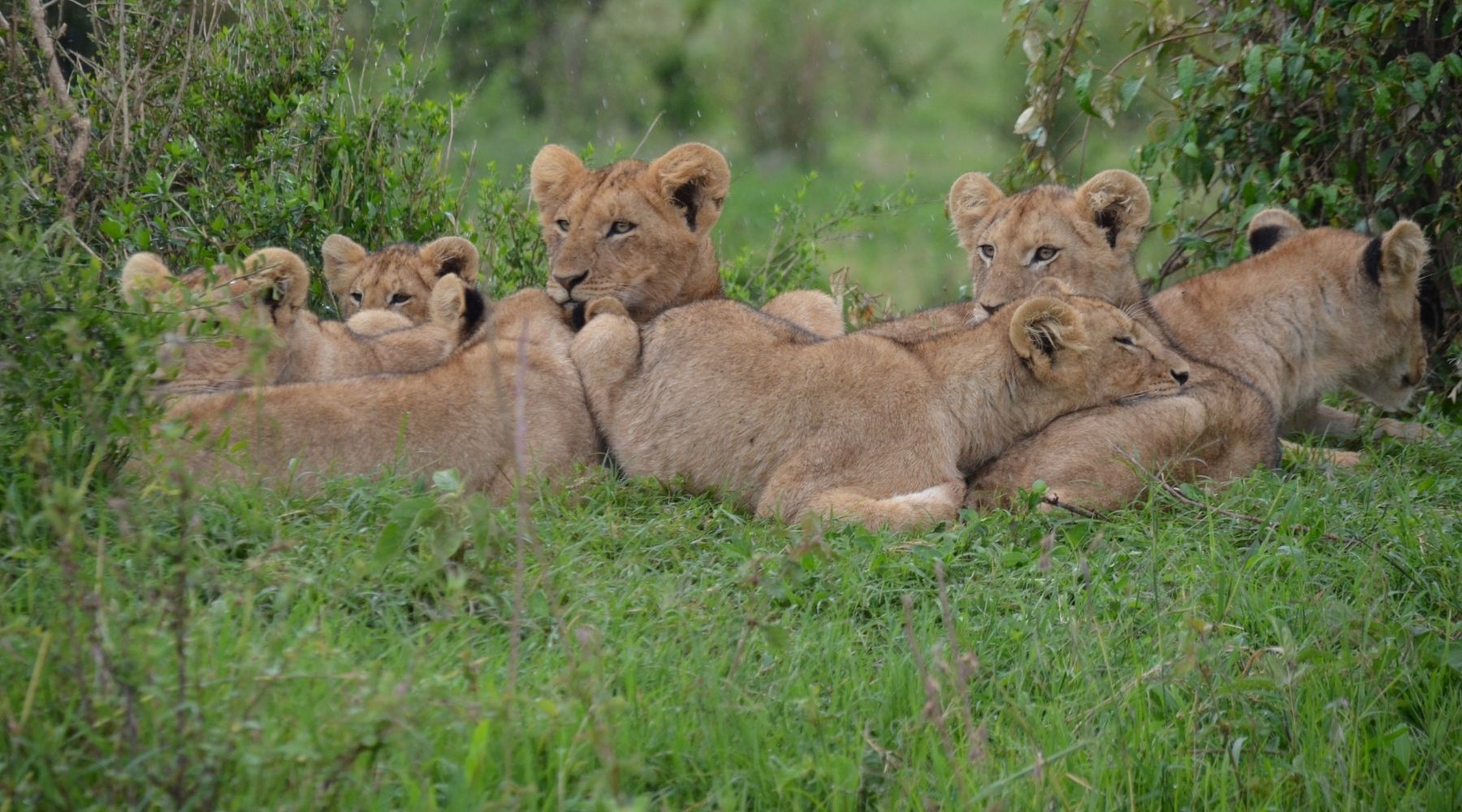 famille de lion