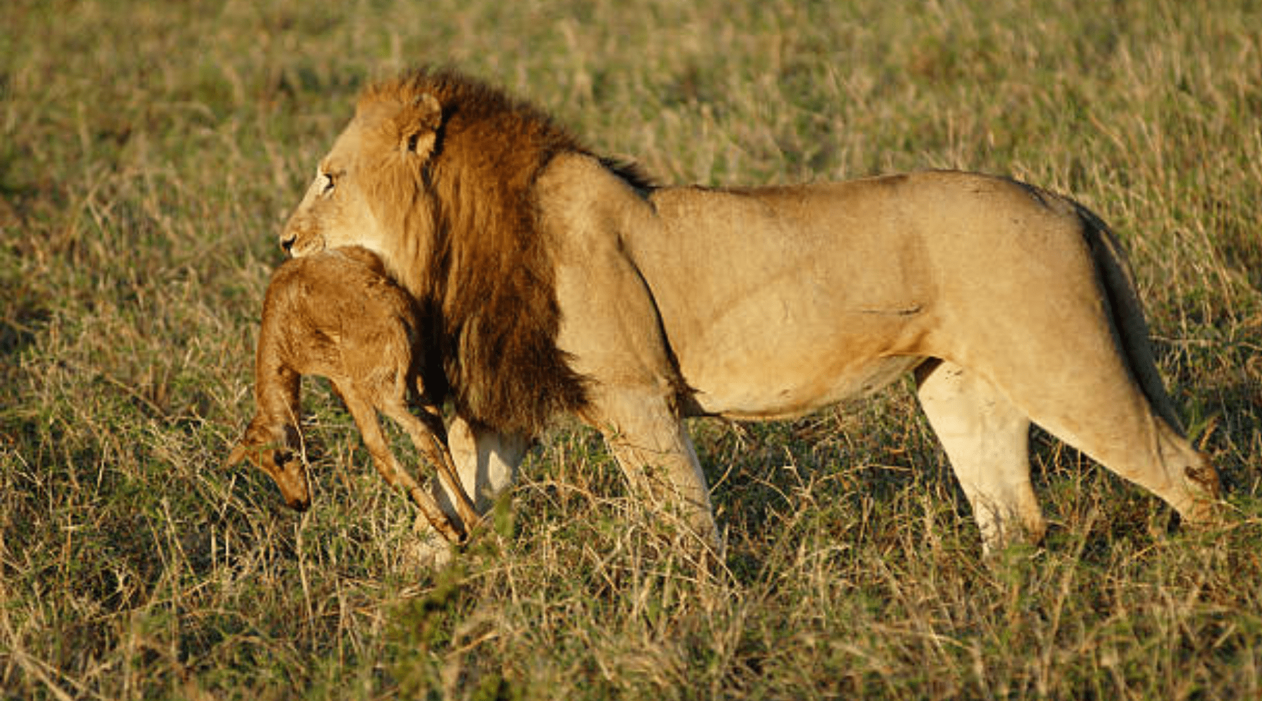 lion mange impala