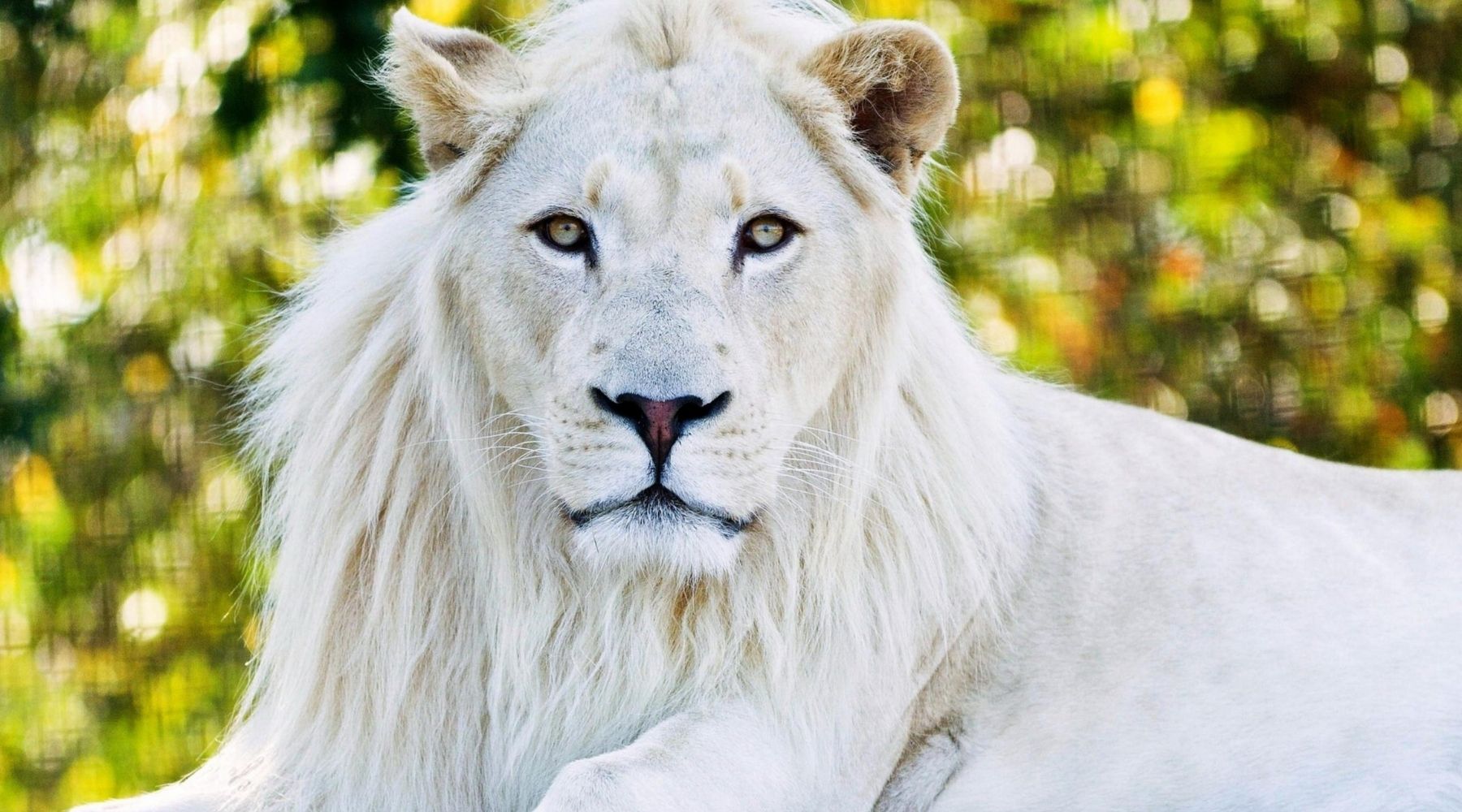 lion blanc race