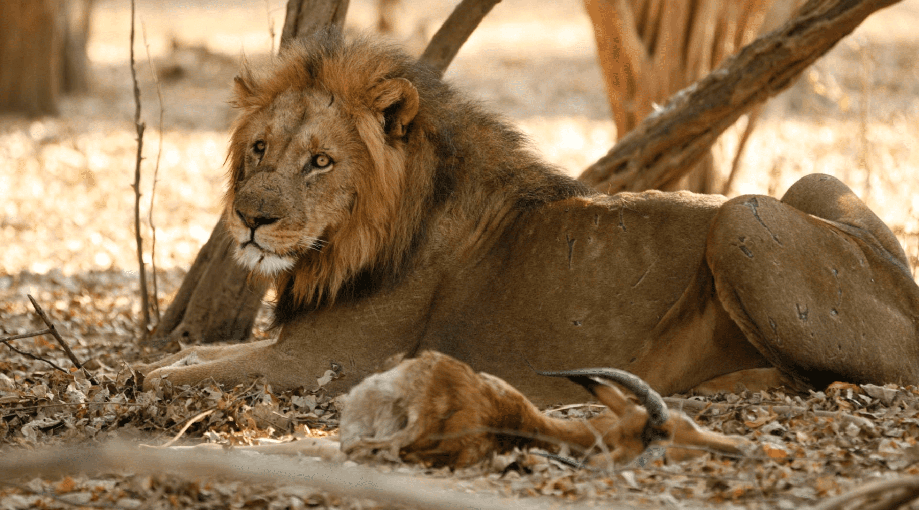 lion male couché