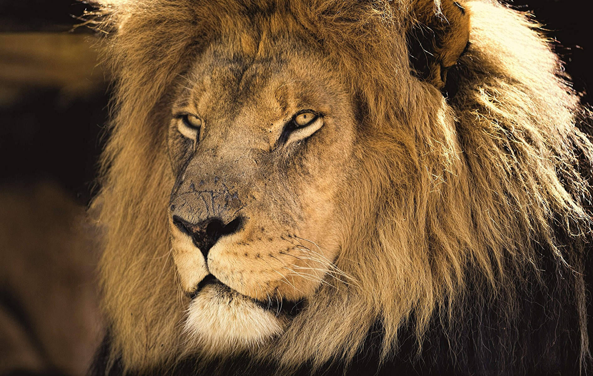 21 Faits Surprenants sur le Roi Lion !