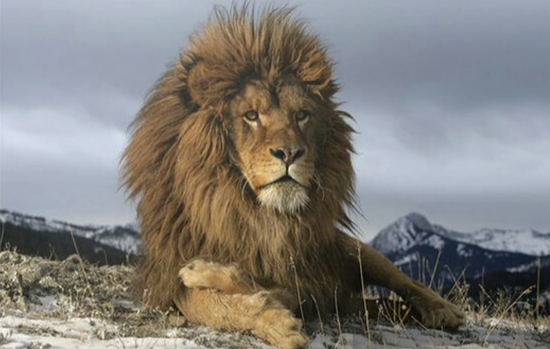 Lion de l'Atlas en montagne.