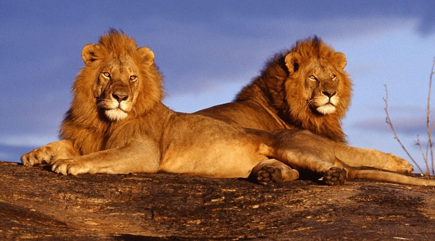 Deux lions massai