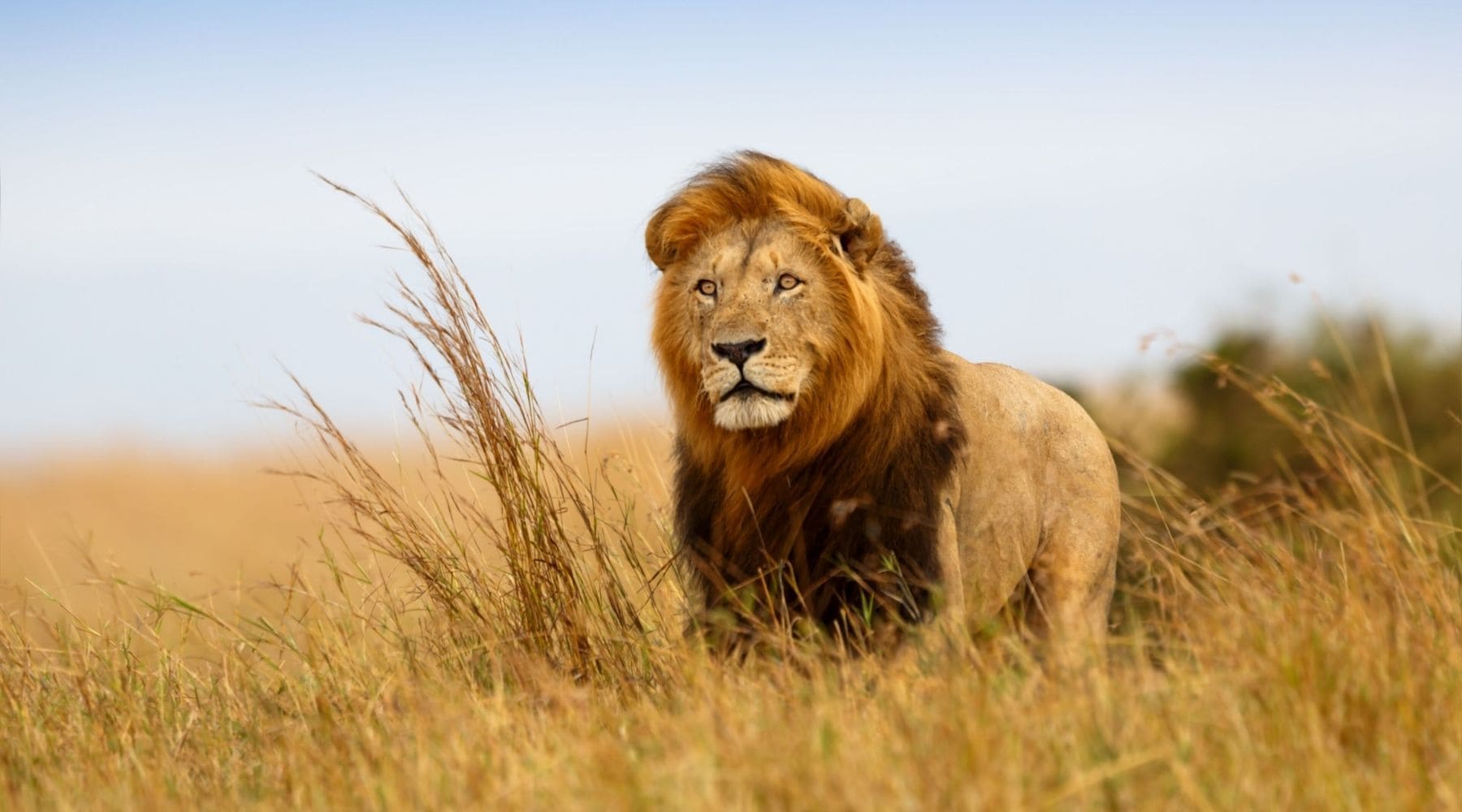 Lion masai
