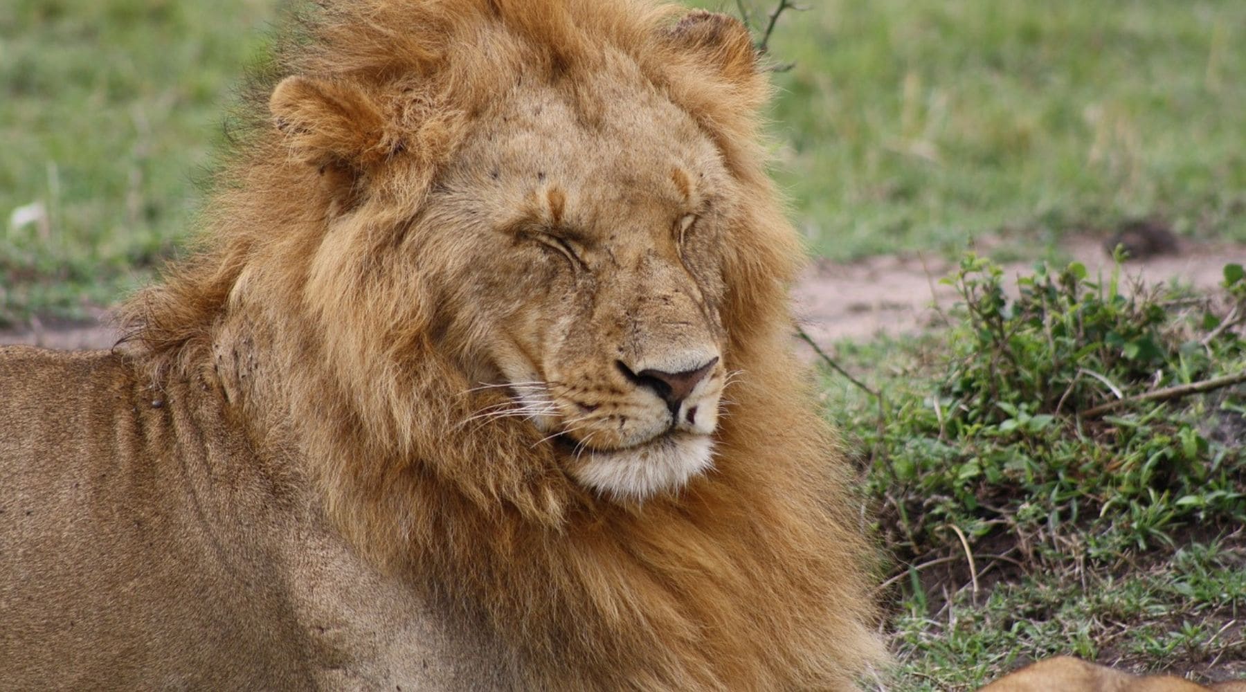 Lion massai male