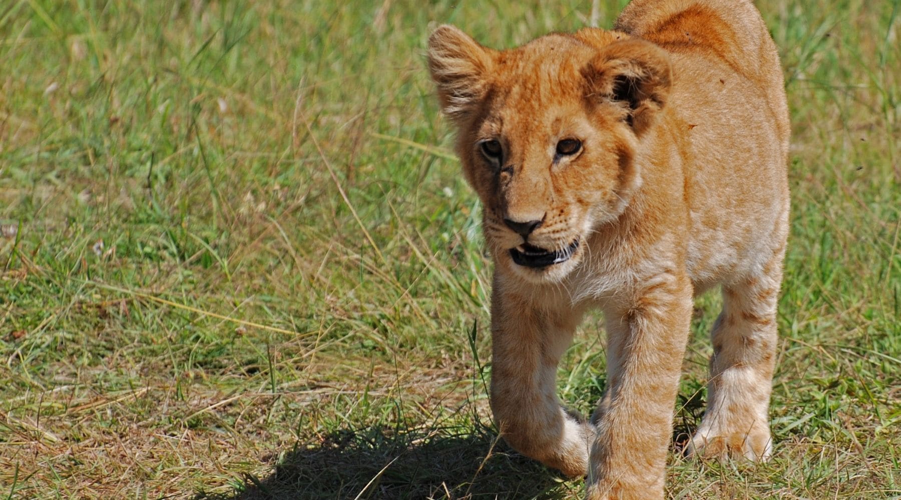 Lionceau masai