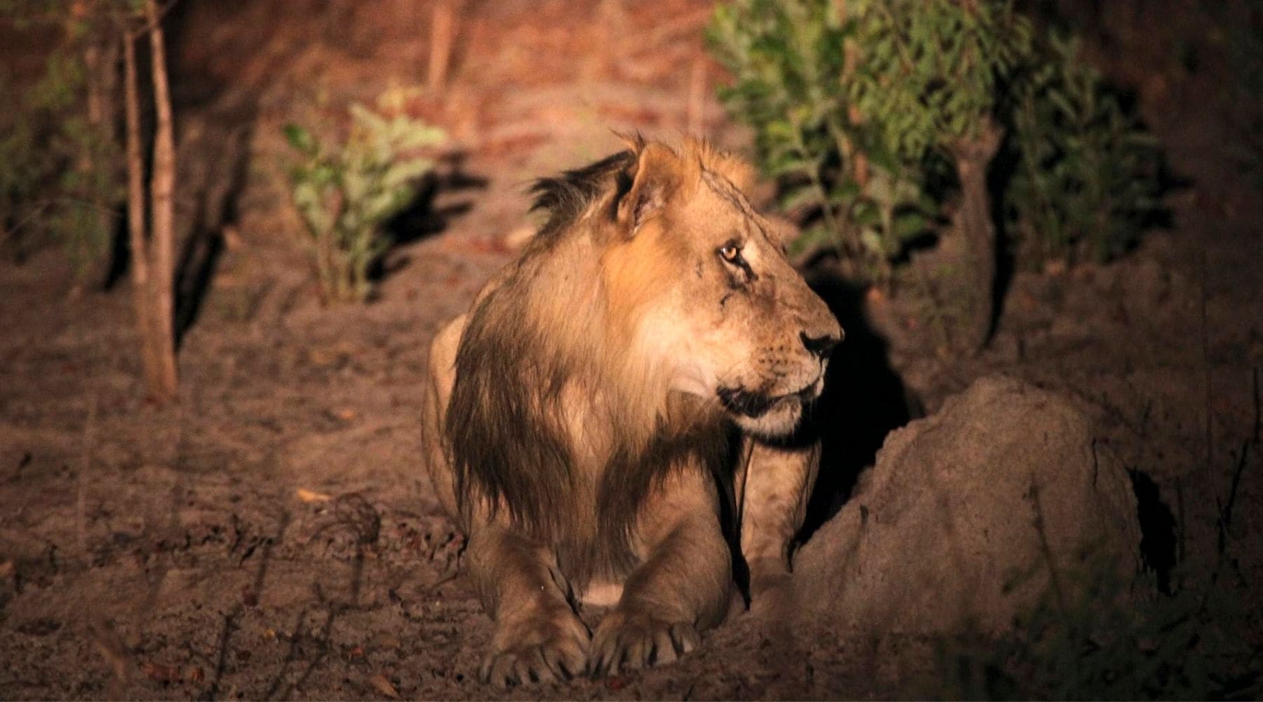 lion parc africain