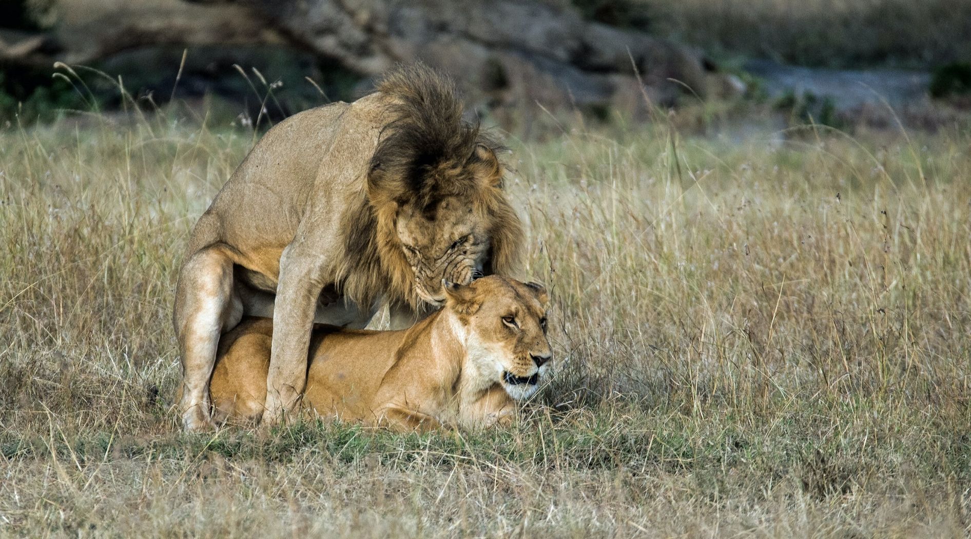Lion et lionne en accouplement.