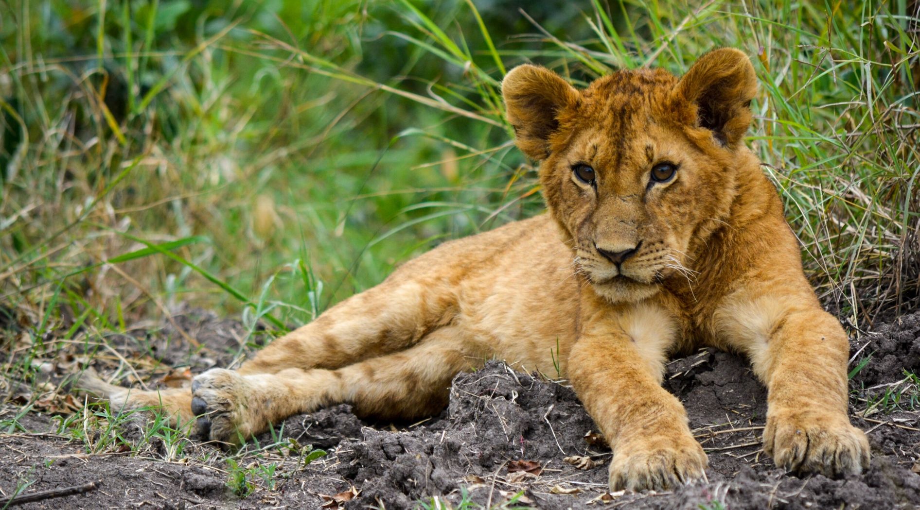 Jeune lionceau.