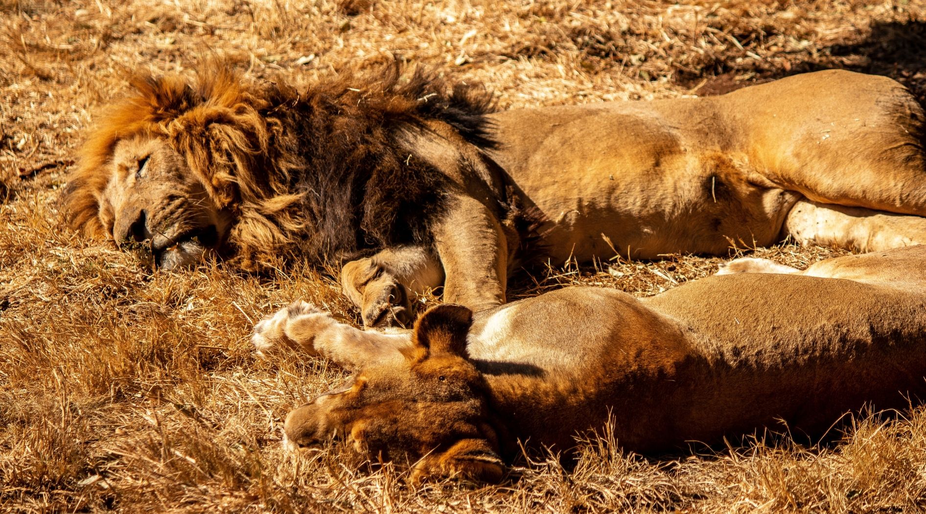 Lion et lionne dormants.