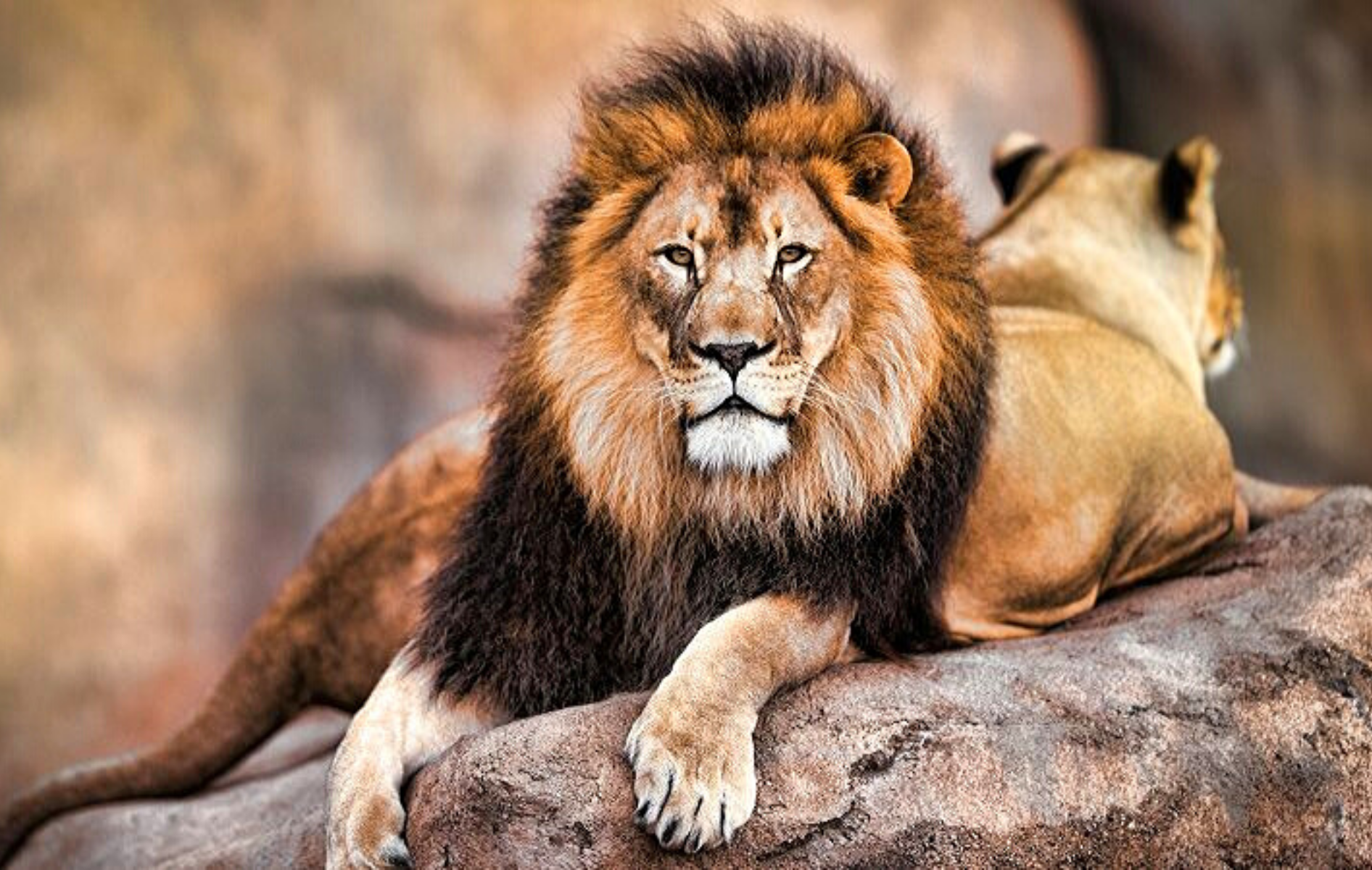 21 Faits Surprenants sur le Roi Lion !