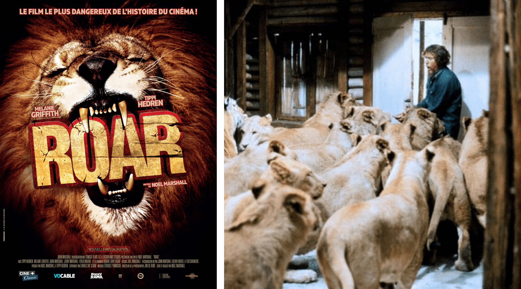 Roar film lion.