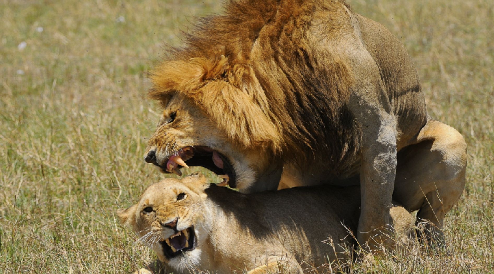 Lion et lionne accouplés.