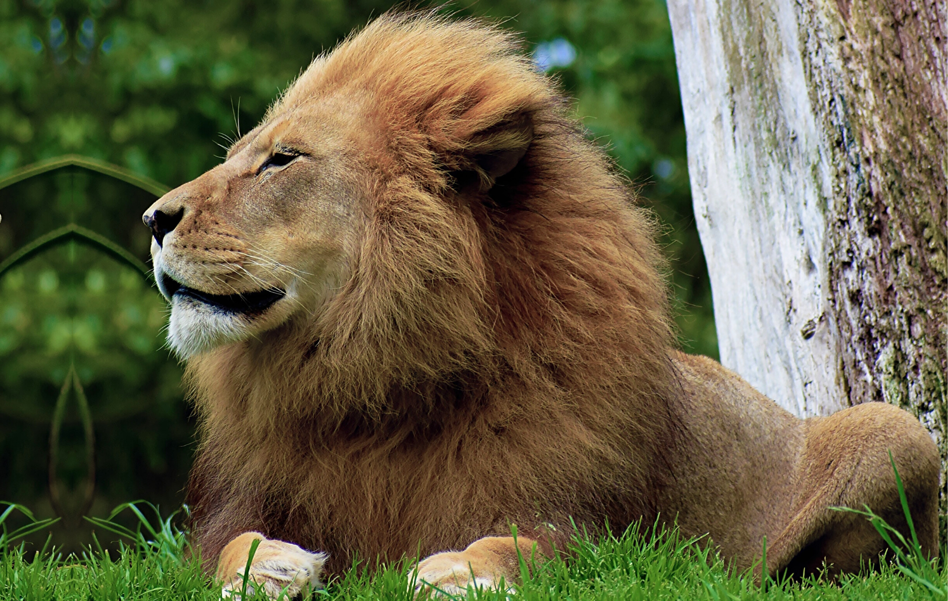 Lion sauvage mâle d'Afrique du Sud.