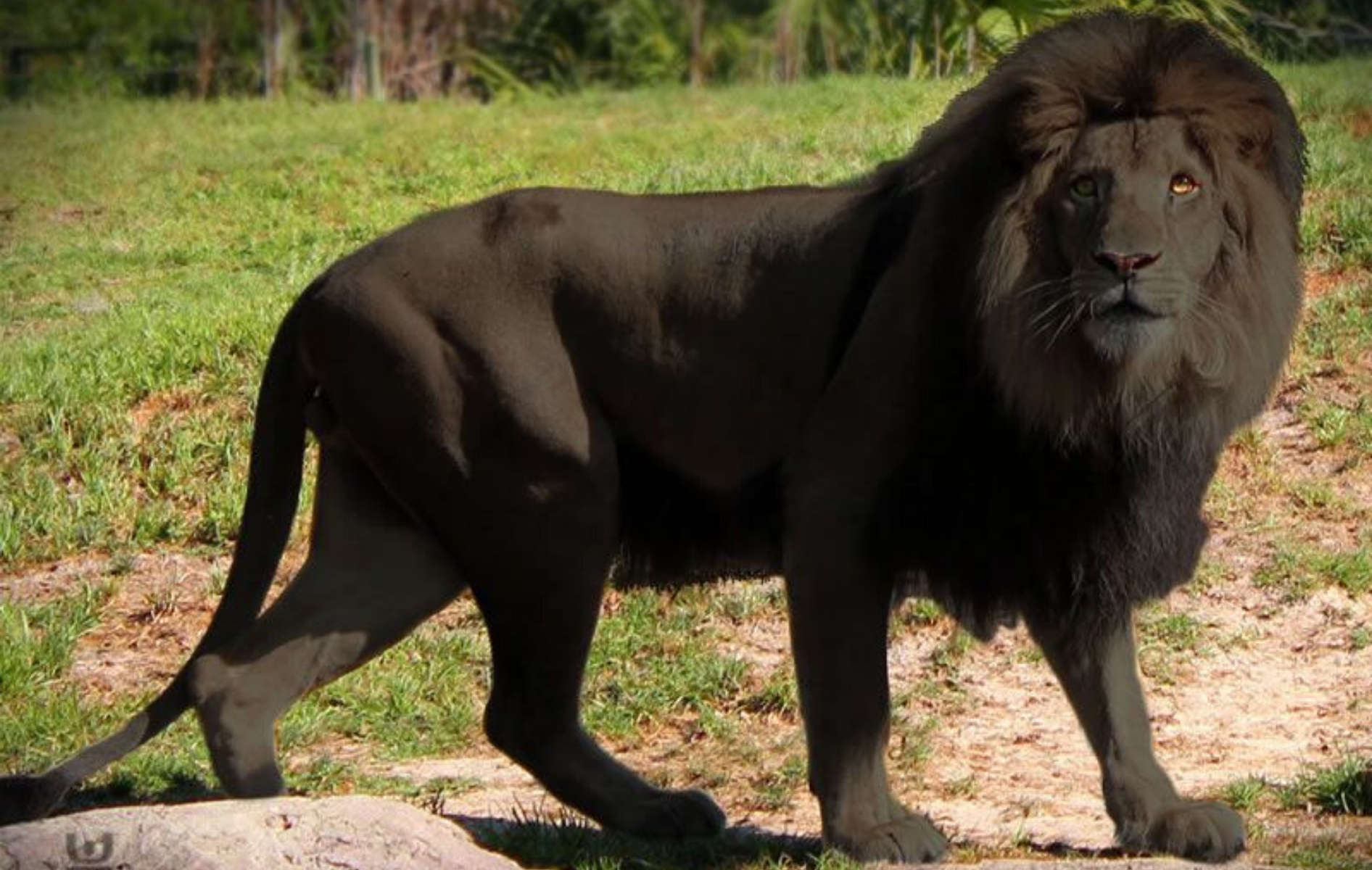 Le Lion Noir Existe T Il Lion Royaume