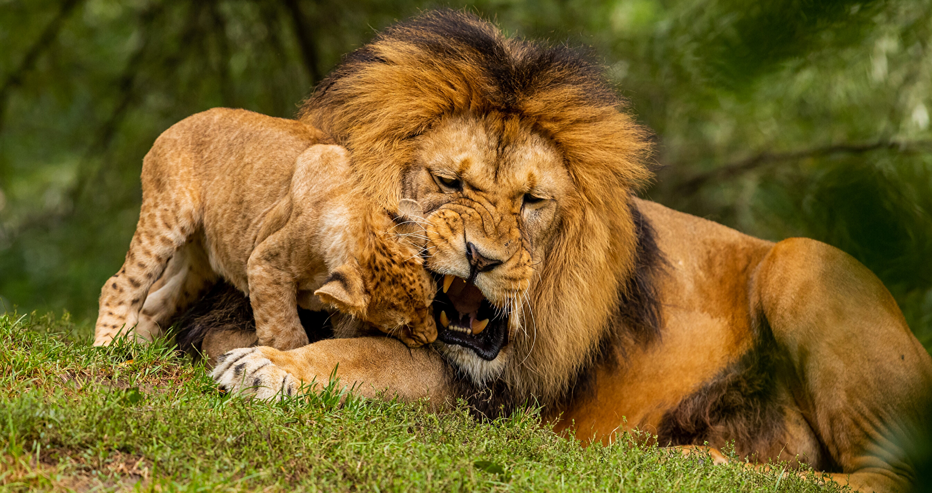 Lion mâle et son petit.