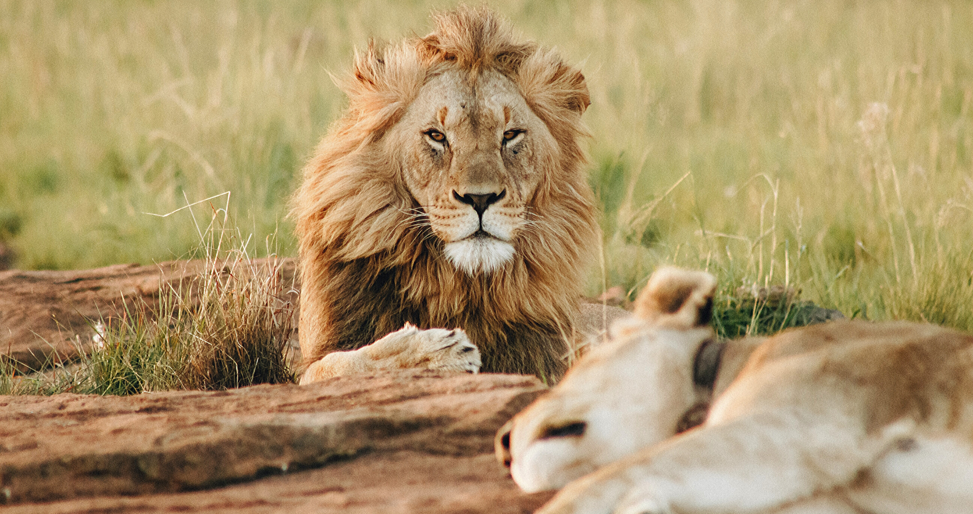 Lion et lionne à l'état sauvage.