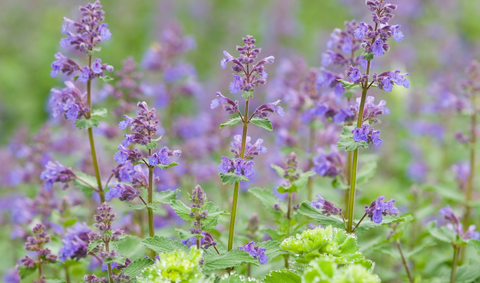 Catmint 