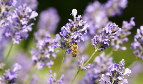 Lavender flower with a bee