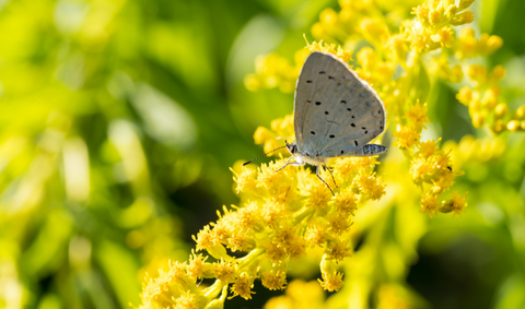 Goldenrod with a butterfly