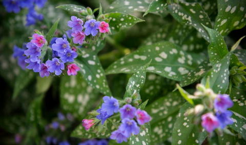 Lungwort flowers