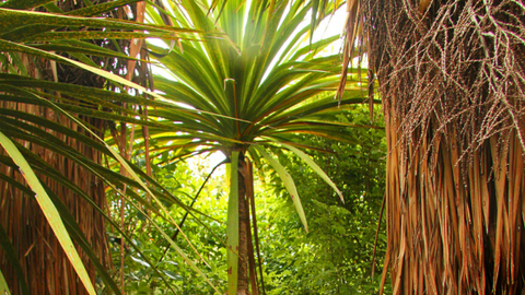 Cordyline Australis