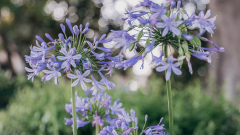 Agapanthus