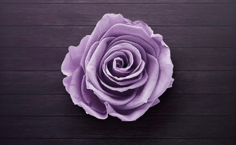 Signification Rose Violette | ROSE PARIS