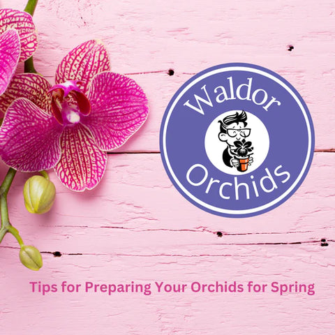 5 Essential Tips for Preparing Your Orchids for Spring: Expert Advice from Waldor Orchids!